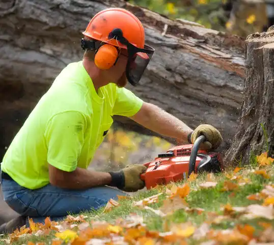 tree services Camp Springs